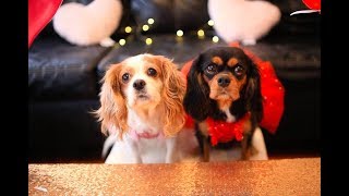 Dog Birthday Party  | FUNNY Cavalier King Charles Puppies