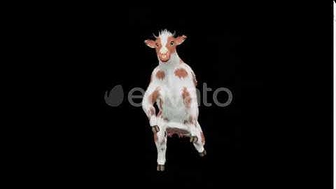 Cow Dance 4K | Motion Graphics - Envato elements