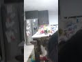 Working out cat.