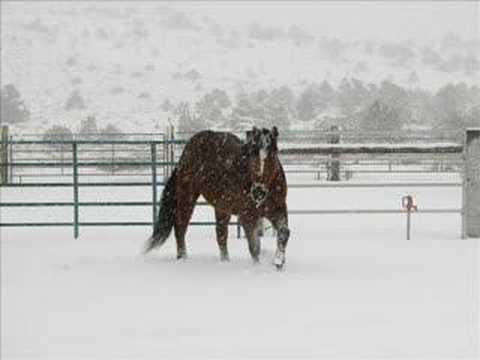 Equus And Canis In The Snow