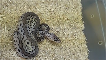 2017 Male VPI Axanthic Pastel Clown Ball Python