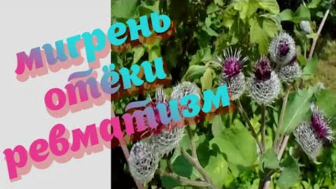 ЛОПУХ/ЧЕРТОПОЛОХ/ТАТАРНИК/РЕПЕЙНИК