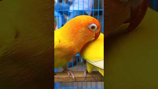 Lutino Fisher Red Eye Love Bird | Mirpur 1 Bird Market#shorts