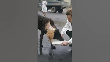 Создатель двухголовой собаки, который стал гением медицины #shorts