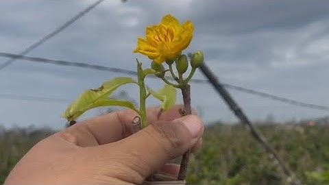 28/11 gl ae cây cúc rin đọt xanh hàng nụ bông chùm giá 700k lh:0984058069