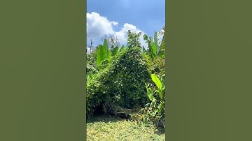 Lâm Cảnh Nợ Nần Hết Khả Năng Trả Nợ Buộc A Phi Phải Bán Đất Vườn Ở BR-VT #shorts