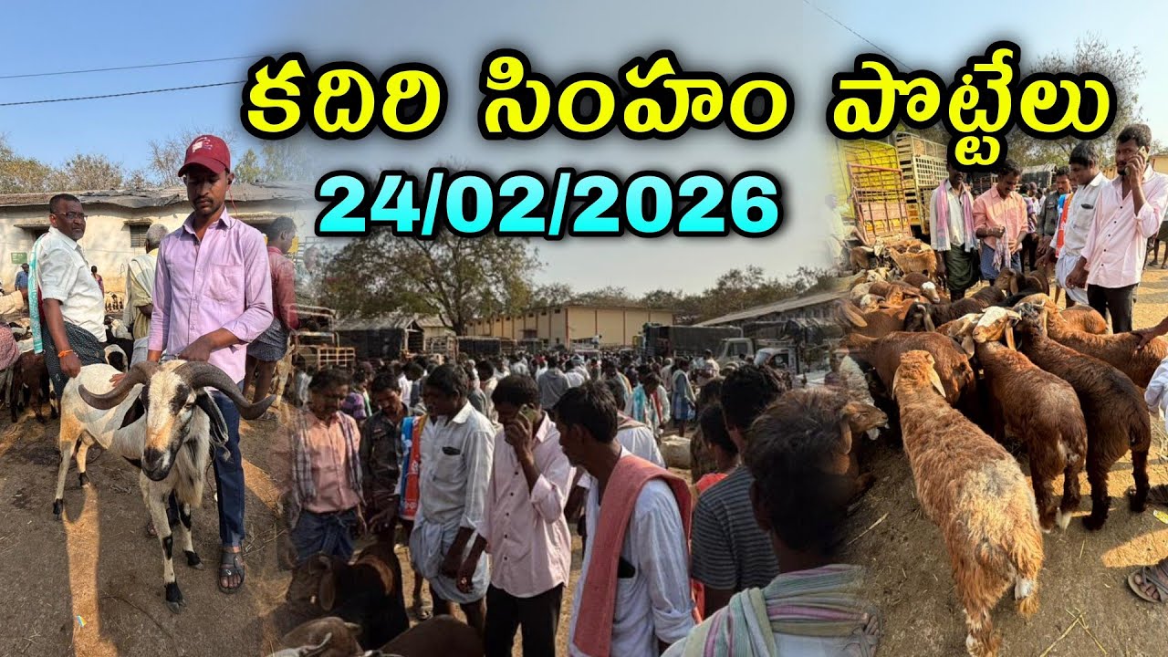 సింహం పొట్టేలు ప్రతి మంగళవారం కదిరి సంత #kadirimarket #anantapurmarket #kadirisantha 