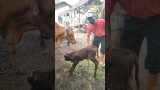 PEDET BETINA LAHIR SELAMAT #kesehatanternak #penyakitsapi #sapi #ilmukesehatanternak #hewan #cow