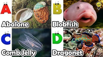 Leer namen van zeedieren | ABC-liedje over zeedieren | Meest populaire zeedieren | Alfabetliedje ...