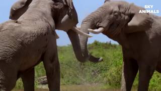 Elephant So Strong! Elephant Herd Save Impala From Five Cheetah Hunt