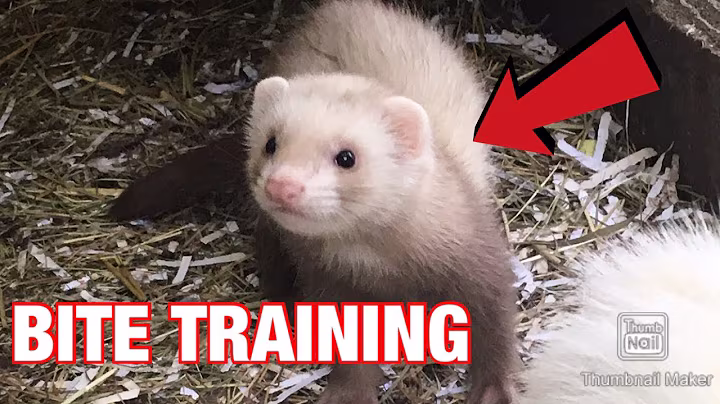 How to BITE train a FERRET! | Without HARM | what should you do?