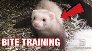 How to BITE train a FERRET! | Without HARM | what should you do?