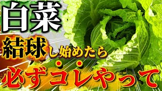 【白菜】結球が始まったら必ずコレだけはやって下さい！白菜がボロボロになるかもしれない恐ろしい事を避けるためにやって欲しいことについて話します