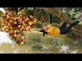Duong bushcraft  the girl is strong and brave  harvest the lychees go to the village to sell