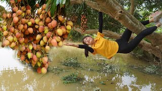 Duong bushcraft - The girl is strong and brave - Harvest the lychees go to the village to sell