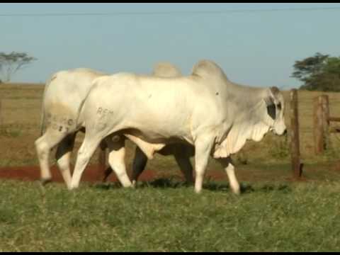 Lote 197 - Bateria 26 - DUPLA - REMC 9083 REM A362