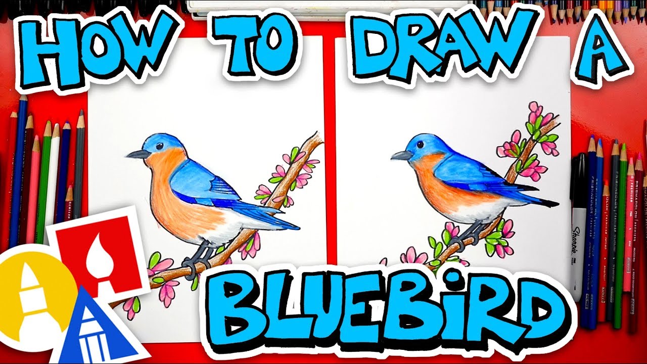 How To Draw A Bluebird Youtube