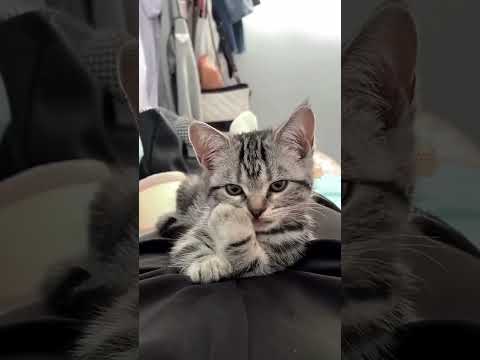 القطط الكيوت ما الطفهم     اكسبلور     