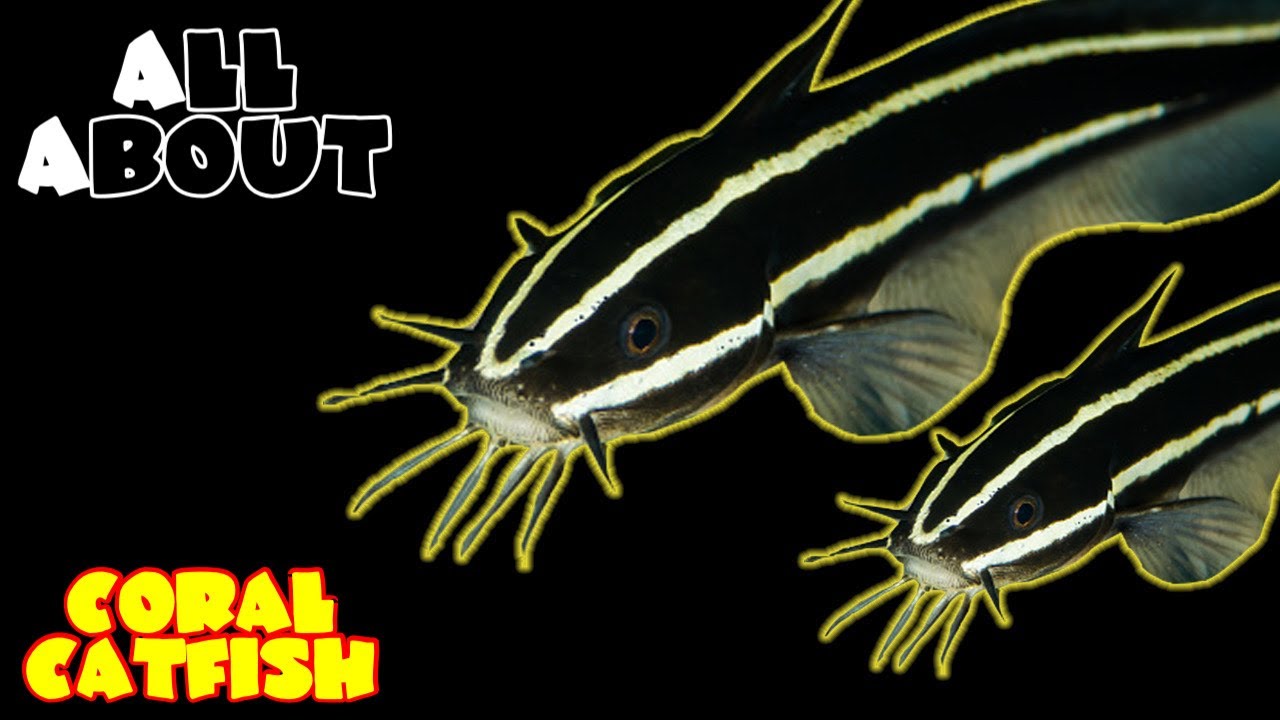 All About The Coral Catfish or Striped Eel Catfish or Saltwater Catfish