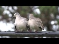 Rolinha-picui (Columbina picui) - Casal