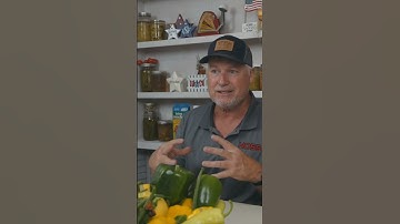 An Important Tip For Summer Squash! Do This!