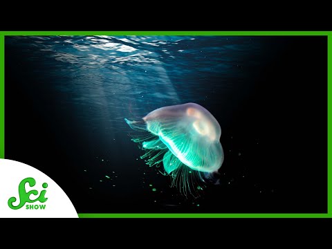 Video: Kolik světla proniká oceánem?