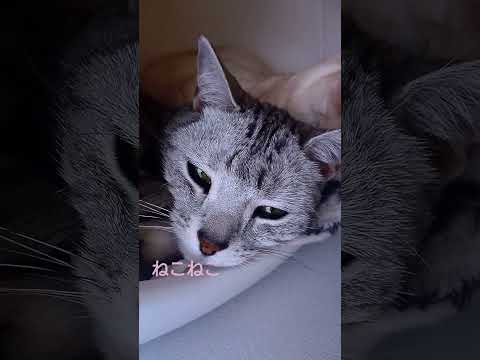 仲良しコンビの猫たち🐈️ #shorts #cat #猫 #猫動画 #スコティッシュフォールド #アメリカンショートヘア