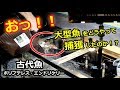 大型魚をどうやって捕まえたのか!?ポリプテレス・エンドリケリーの引っ越し!