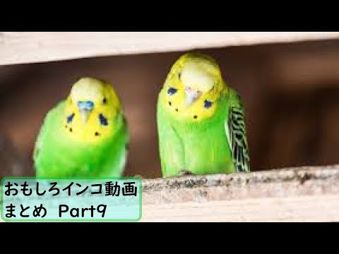 面白 インコ おもしろインコ動画まとめ 9 かわいい Youtube配信 観たい おもしろい 動画まとめsite Funny Net