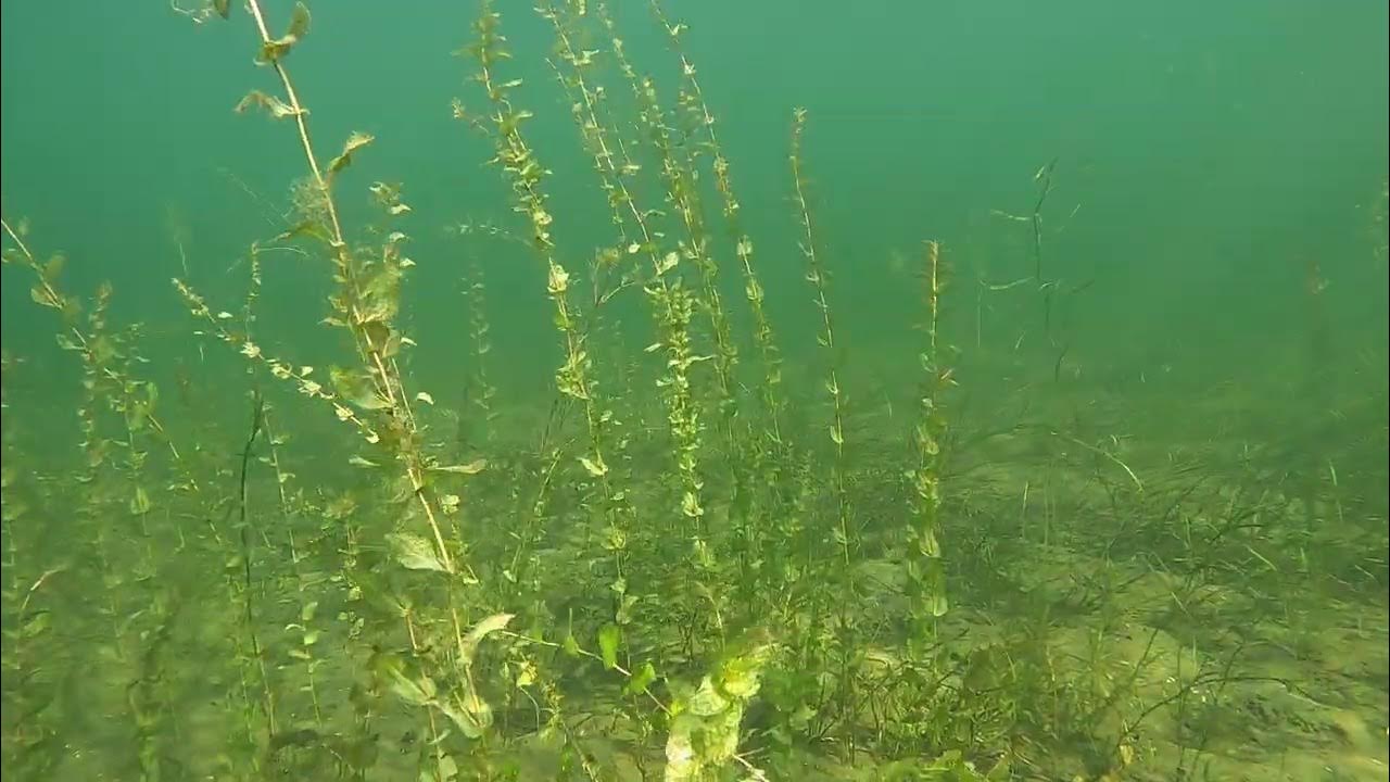 Eel in Lake Champlain YouTube