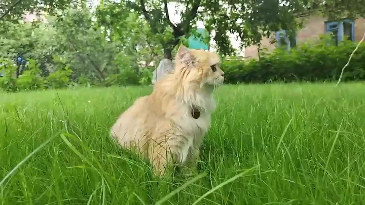 Video 9501911: golden chinchilla cat, enjoy adorable cats, happy cat, cat walk