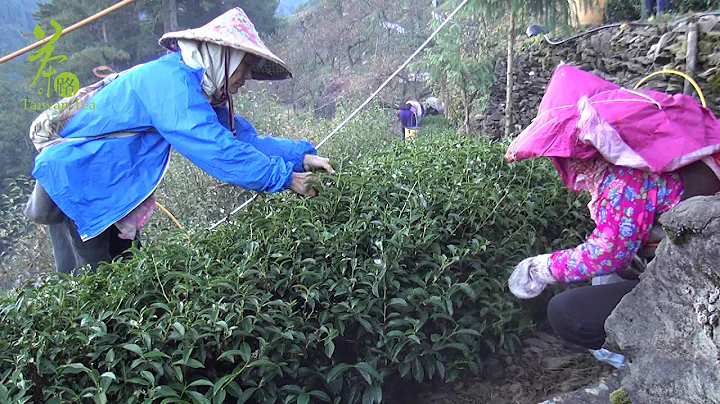 【台湾茶路】跟着茶路去旅行~采茶，好工夫！ - 天天要闻