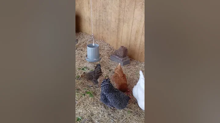 How to prepare chickens for Winter
