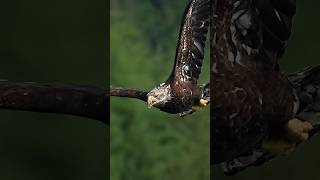 Have you ever seen a young  eagle swallow a fish whole while flying? #bird #wildlife #eagles #eagle