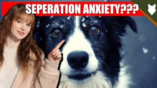 DO BORDER COLLIE GET SEPERATION ANXIETY