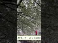桜満開🌸