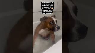 When We Realized My 1 Year Old American Staffordshire Terrier Ate Rat Poison, It Was Already Over