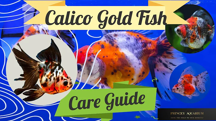 Calico Goldfish A Beginner's Guide || How to Take Care of Your Goldfish Essential Tips and Tricks