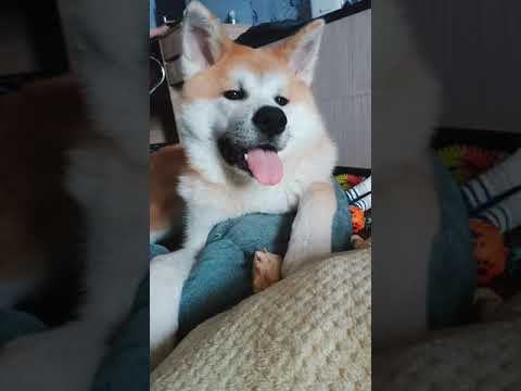 Video: Akita Inu Dev Yug