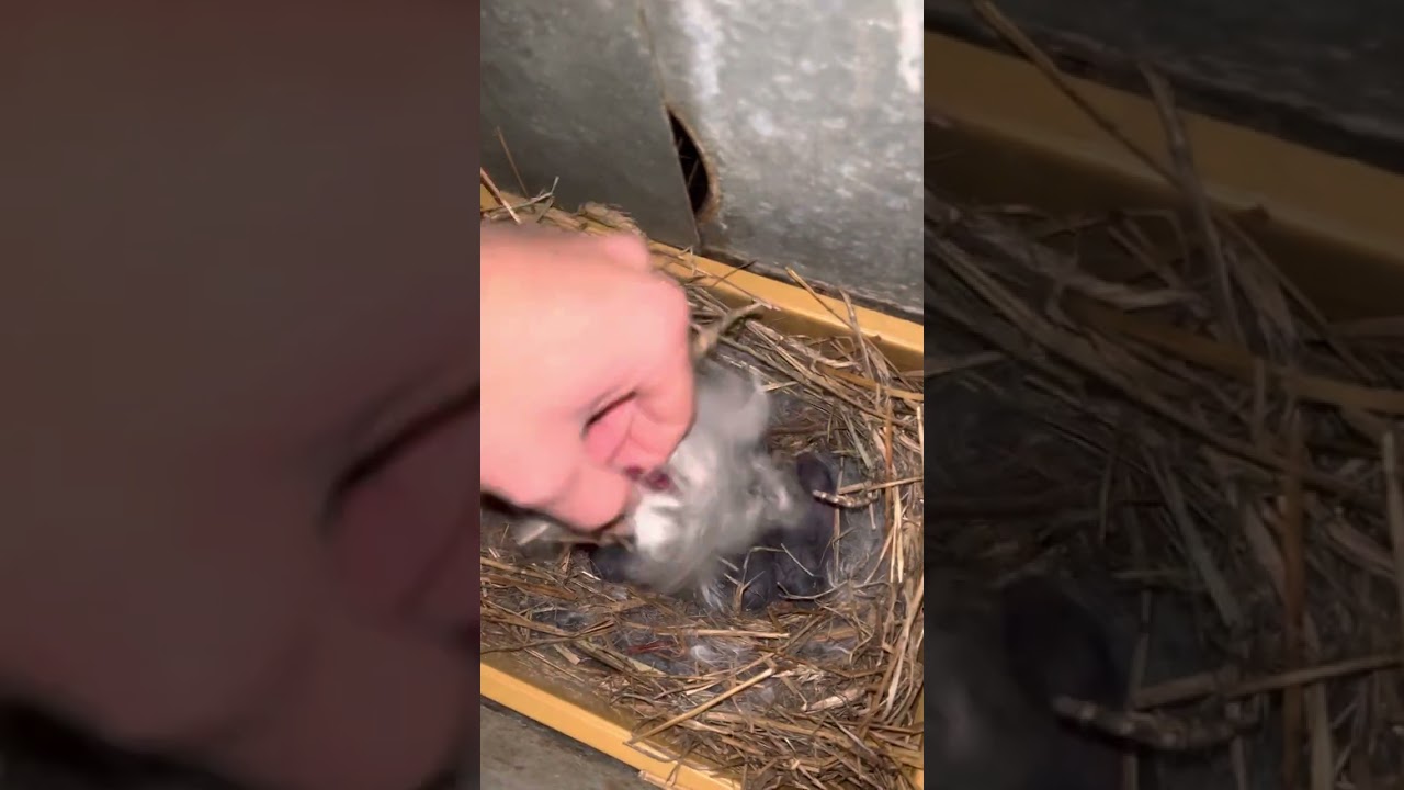 Conejos 🐇 con horas de vida. (Gazapos)