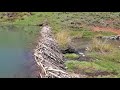 Utah's Nature: Beaver dam in Temple Fork Trail in Logan Canyon