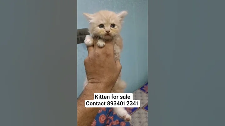 Video 11853641: persian cat kitten, cat pets