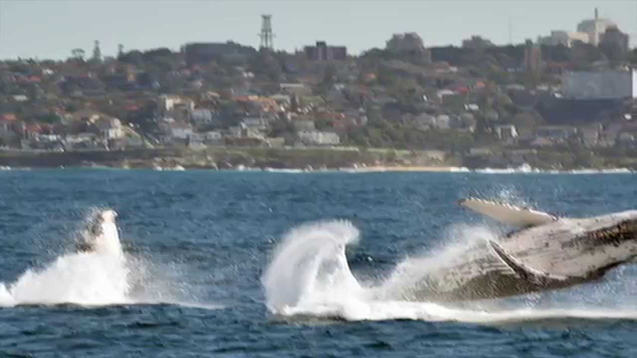 Whale Watching Sydney - YouTube