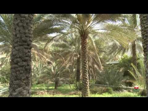 أسماء في التاريخ حلقة الإمام الوارث بن كعب