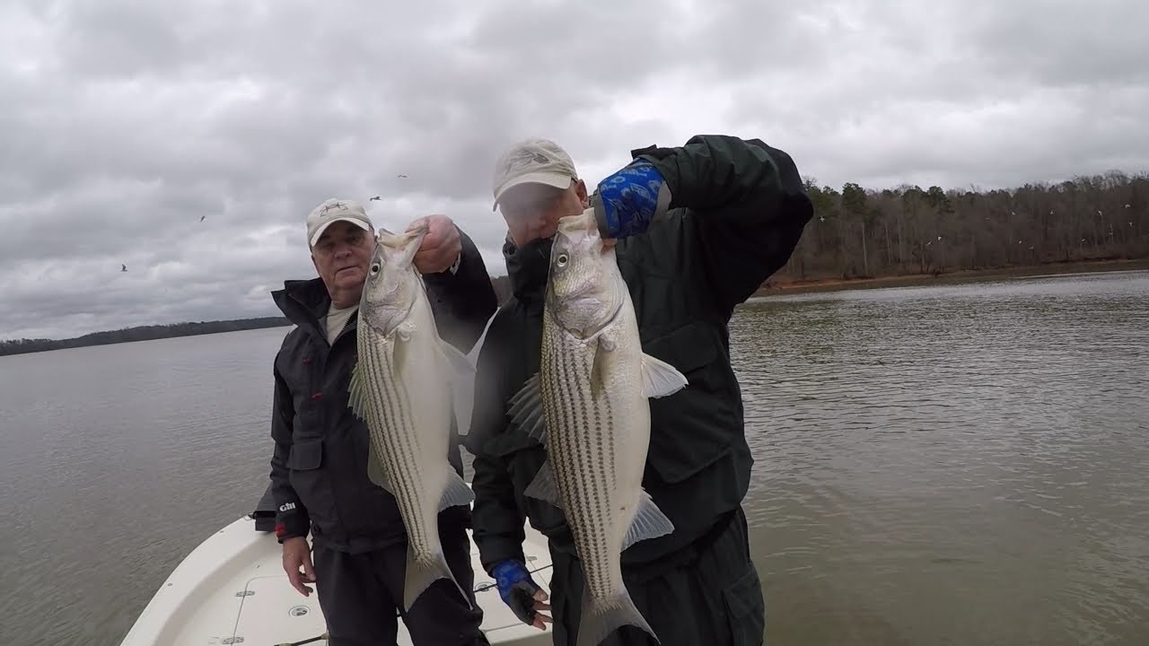 Kerr Lake Striped bass YouTube