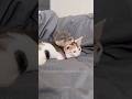 Baby Otter Meets Kitten 🦦🐈 Cute Encounter