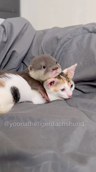 When baby otter meets kitten🦦🐈🥰 #yoonathetigerdachshund #dog #puppy #shorts