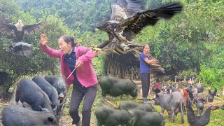 Full VIDEO: taking care of wild pigs, Move chickens and ducks to new home