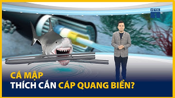Cá mập - thủ phạm làm đứt cáp quang Internet, liệu có oan? | SỐNG KẾT NỐI VTC1
