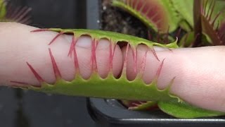 2 Pinky Fingers vs Large Venus Flytrap